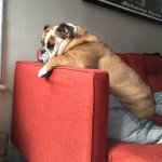 Eleanor Darla Graham-Bloch - @eleanorthebulldog - Instagram