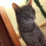 Graham Cracker - @darla.graham.545 - Instagram