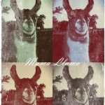 Darla Gray - @mamallamaoils - Instagram