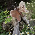 Darla Gray-Winter - @grayluthier - Instagram