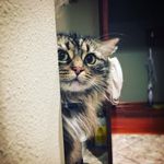 Darla Green - @badcatinbama - Instagram