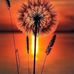 Darla Jensen Magdzas - Facebook