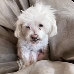 Darla Johnston - @darla.loveswine688 - Instagram