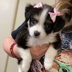 Darla Levine Alvarado, CGC🐾 - @_darla_levine_ - Instagram