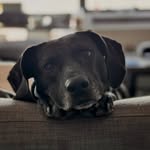 Darla - @darlaplotthound - Instagram