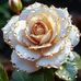 Dalila Loukia - Facebook