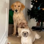 Darla, Mabel, and Jake - @darla_mabel_jake - Instagram