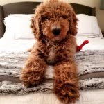 Darla Dee Mercer - @darla_da_doodle - Instagram