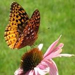 Darla Morrison - @dsm47933 - Instagram