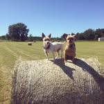 Darla & Murphy - @hustleofussels - Instagram