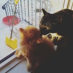 Darla and Murphy - @the.boycats - Instagram