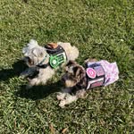 Darla Irene & Murphy Paul - @service_schnauzerss - Instagram