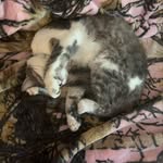 Darla - @darla_up_north_kitty - Instagram