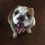 Darla Ramos💅🏽✨💘🐶 - @darlathebulldogdoesit - Instagram