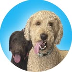 Scotty & Darla 🐾 🐩 - @scottypoo_darlingdarla - Instagram