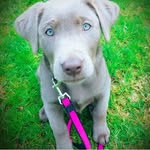 Darla Rose - @darla_rose.silverlab - Instagram