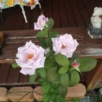 Darla Vaughn - @darlahre2025 - Instagram