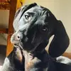 angelodarlenenkur - @angelodarlenenkur - TikTok