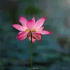 darleneashcrafted - @darleneashcrafted - TikTok