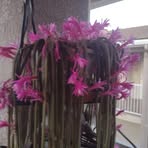 Darlene Bogan - Facebook