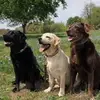 darlenebosking - @darlene.bosking - TikTok