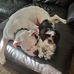 Darlene Botelho - Facebook