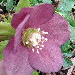 darlenebunch - @nannydarlene58 - Instagram