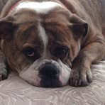 Darlene Conforzi - Facebook