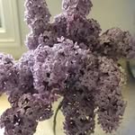 Darlene Garland Corey - @darlene_garland_corey - Instagram