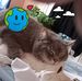 Darlene Corrigan - Facebook
