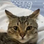 Darlene Darling 3 months tabby cat kid 🐱 - @kittydarlene1810 - Instagram