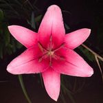 Darlene Darling - @dmdkfs - Instagram