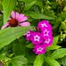 Darlene Deyo Powell - Facebook