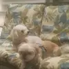 Darlene Dolan - @darlene.dolan8 - TikTok