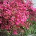Darlene Donelson - Facebook