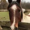 horsegirl - @darleneduncan - TikTok