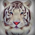 Darlene Edwards - @ddtigger62 - Instagram