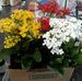 Darlene Fielding - Facebook