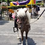 Darlene Gil - @the_pony_patrol - Instagram