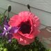 Darlene Glick - Facebook