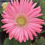 Darlene Glick - @glickdarlene - Instagram