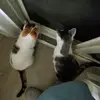 Darlene Hess - @darlene.hess1 - TikTok