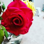 darlene howell - @darlenehowell716 - Instagram