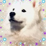 Darlene James - @djsamoyed - Instagram