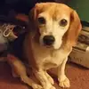 Darlene Jensen Ragsd - @darlenejensenrags - TikTok