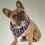 Darlene Keating Wilson - @rowdy_the_french_bulldog - Instagram