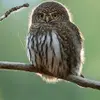 Darlene Kirkpatrick - @darlene.kirkpatri - TikTok