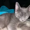 Chloe - @darlenelangley84 - TikTok