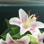 Darlene Lattimer - Facebook