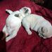 Darlene Laughlin - Facebook